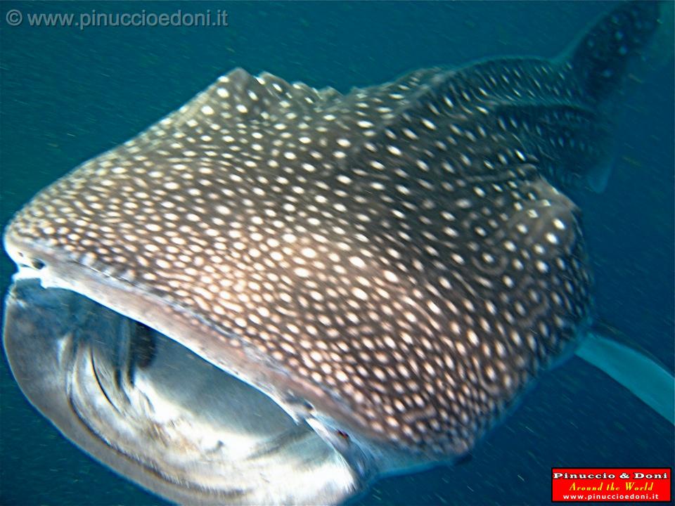 Djibouti - Whale Shark in Djibouti - 10.jpg